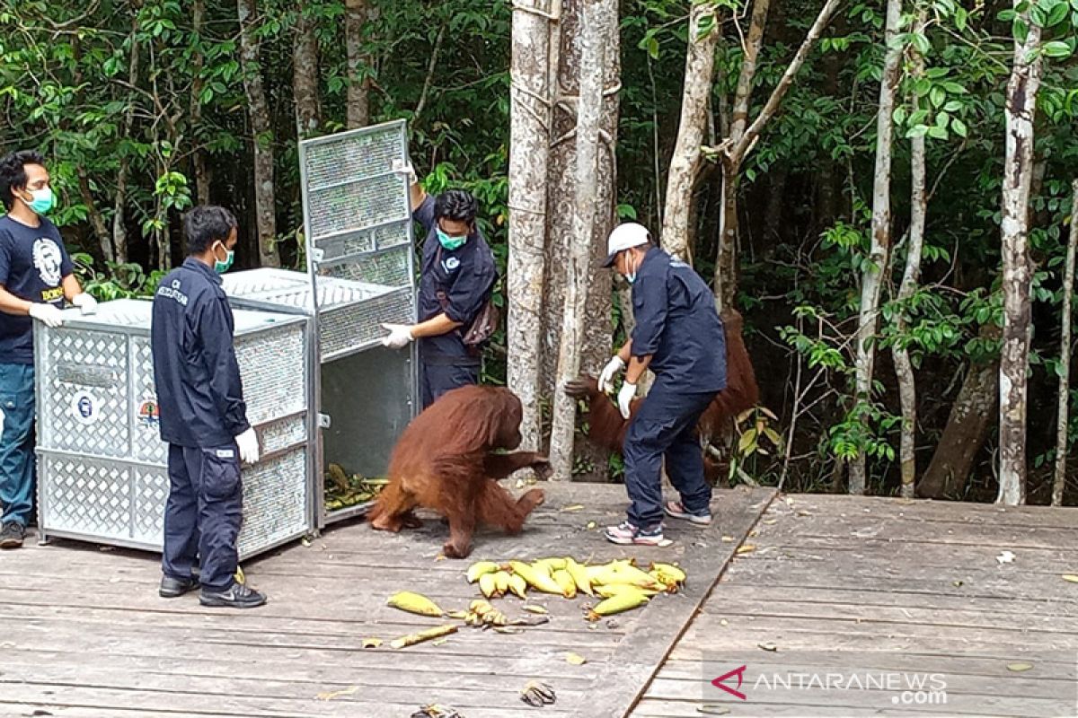 Tiga orangutan dilepasliarkan di Taman Nasional Tanjung Puting