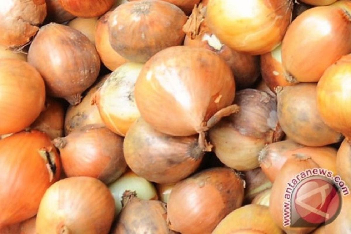 Kementan Upayakan Impor bawang bombai dari tiga negara dipercepat