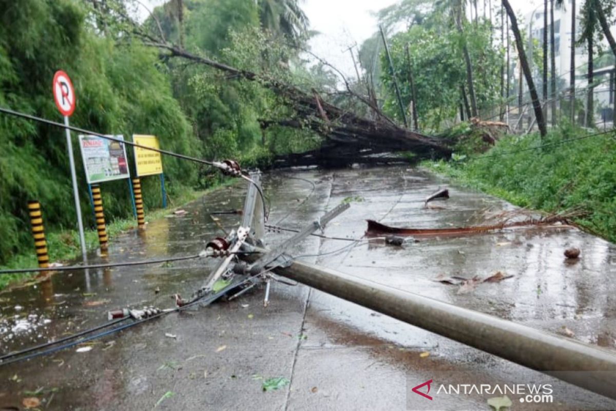 Puting beliung tumbangkan sejumlah pohon di Citeureup Bogor