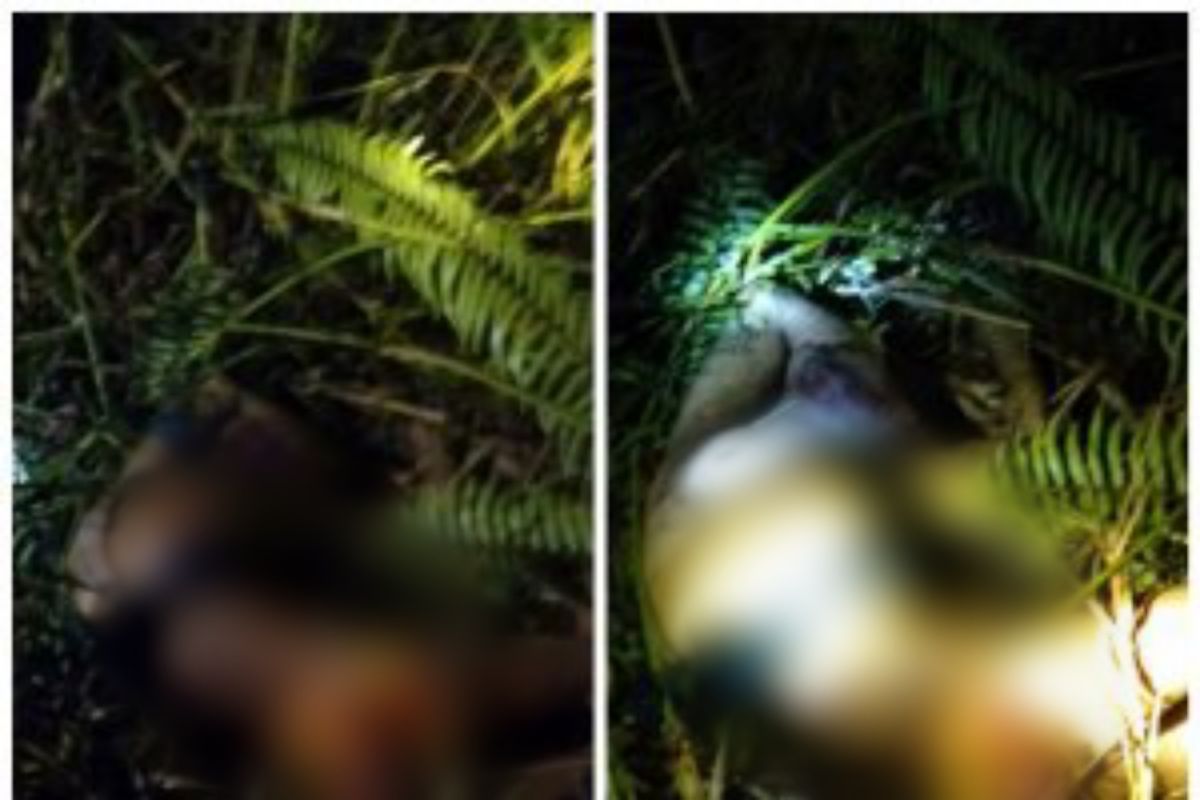 Diduga warga Sei Lepan Langkat tewas dimangsa harimau di TNGL