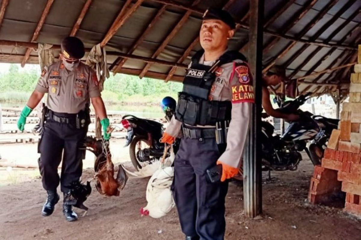 Di tengah wabah corona malah ada warga judi sabung ayam