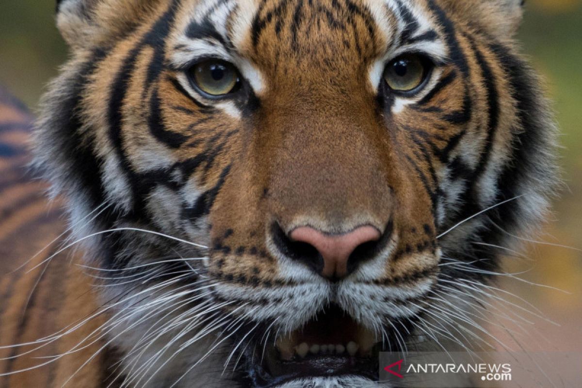 Seekor harimau di Kebun Binatang Bronx di New York City positif corona