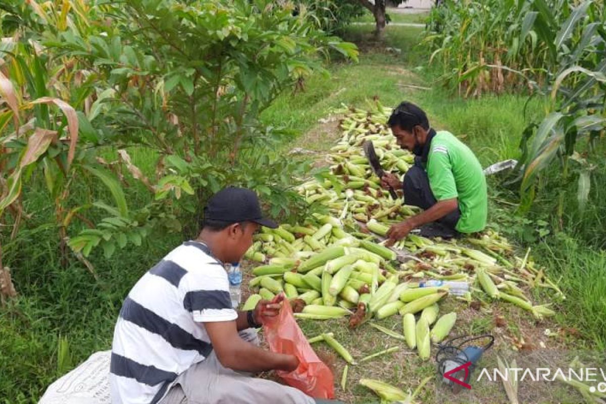 Penuhi kebutuhan pangan, Polbangtan Medan panen jagung manis