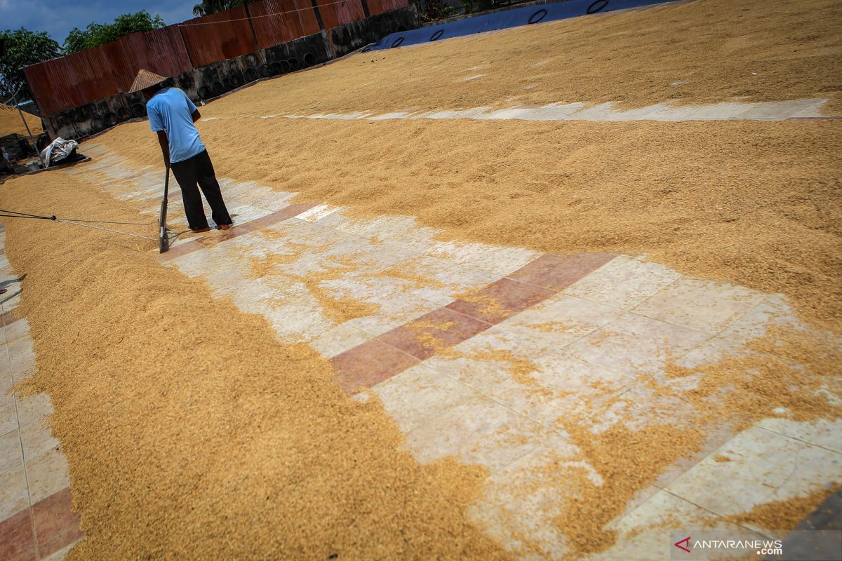 Posisi petani setelah kenaikan HPP gabah dan beras