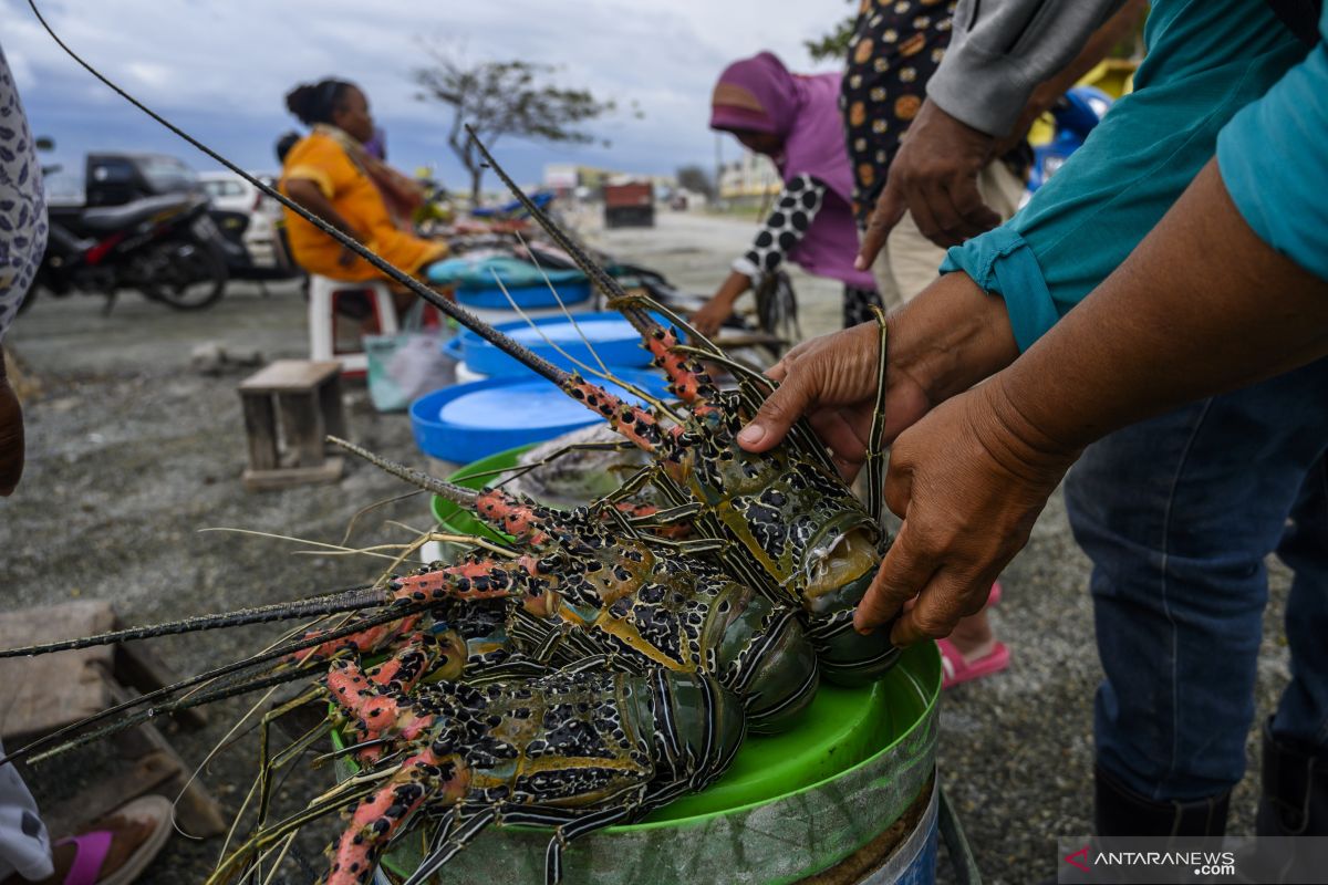 KKP: Lebih untung budi daya lobster dibanding ekspor benih