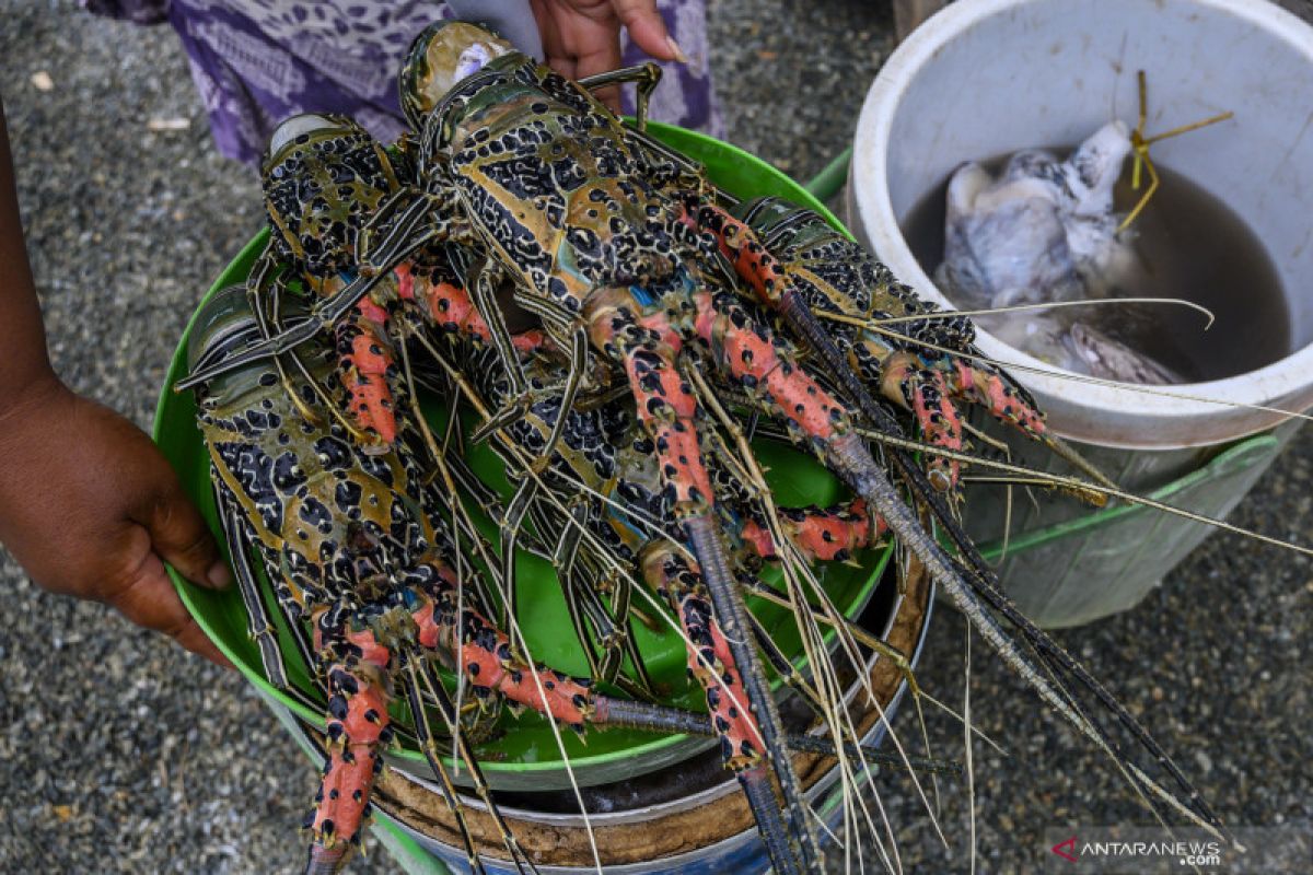 KKP: Pembudidayaan lobster lebih baik dibanding mengekspor benih