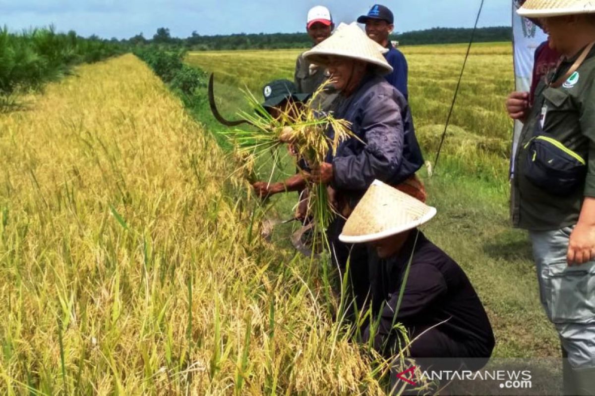 Indef sebut pertanian jadi stabilitator pemulihan ekonomi saat pandemi