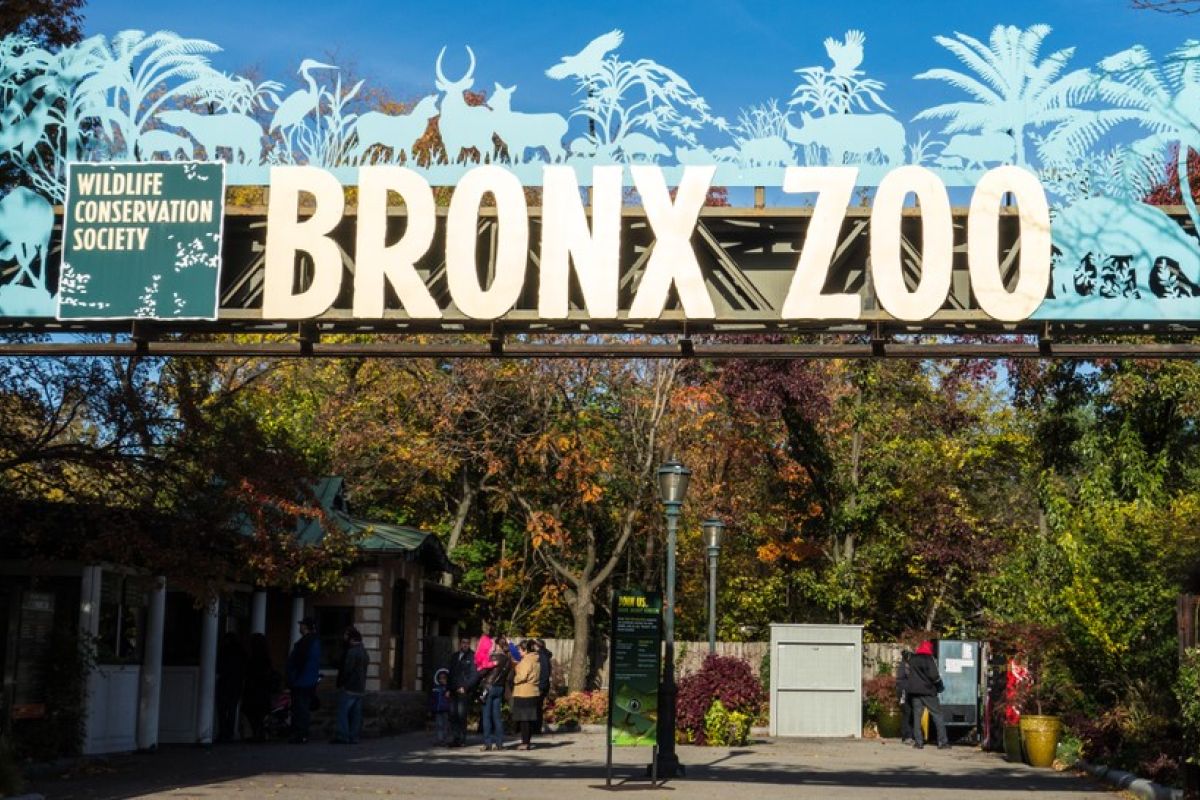 Nadia, harimau di Kebun Binatang Bronx, AS kena corona