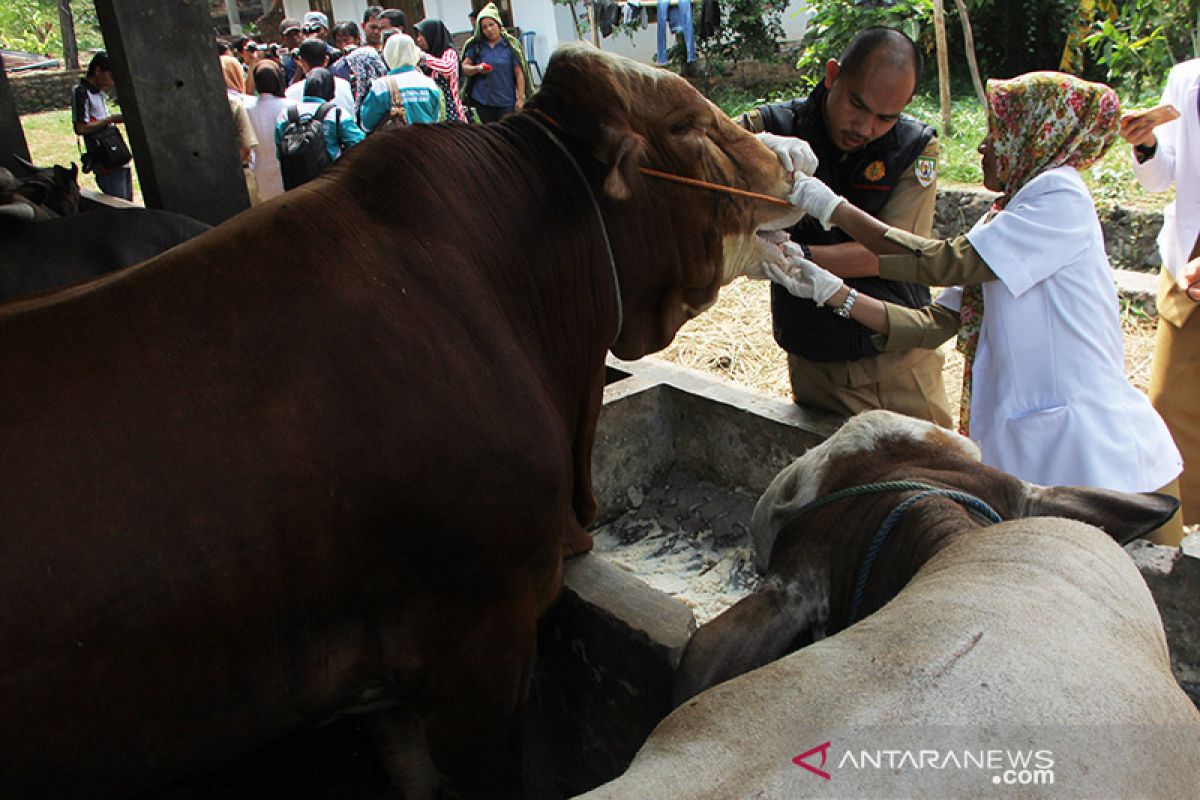 Pemprov masih perketat masuknya hewan ternak ke Bengkulu