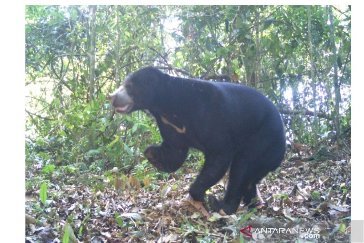 Hati-hati ada beruang madu di jalur wisata Kelok 44 Agam