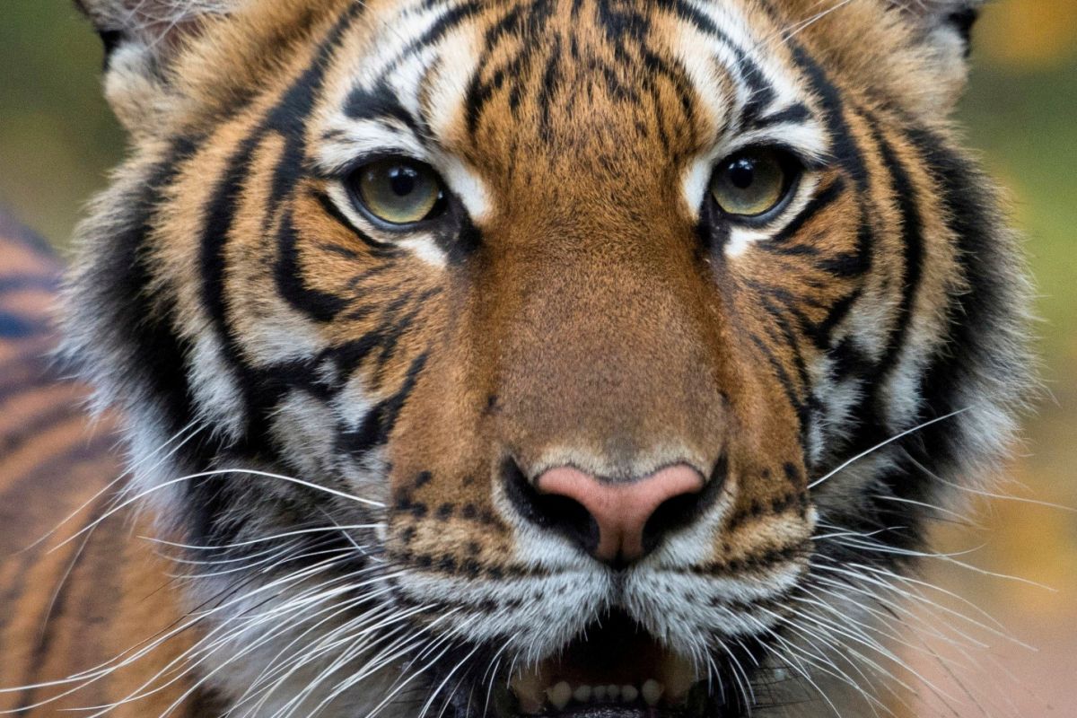 Dokter hewan IPB: Perlu riset mendalam terkait harimau positif corona