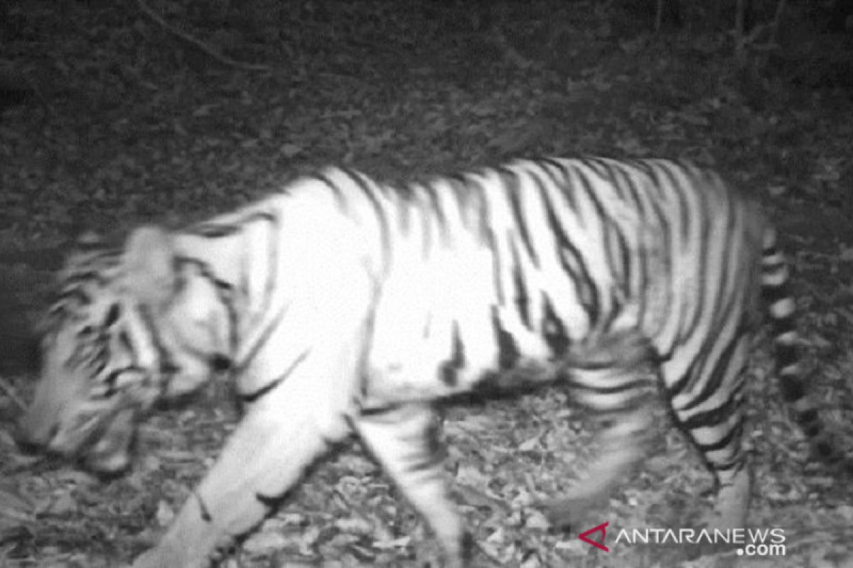 KLHK berupaya lindungi harimau sumatera di Angkola Selatan