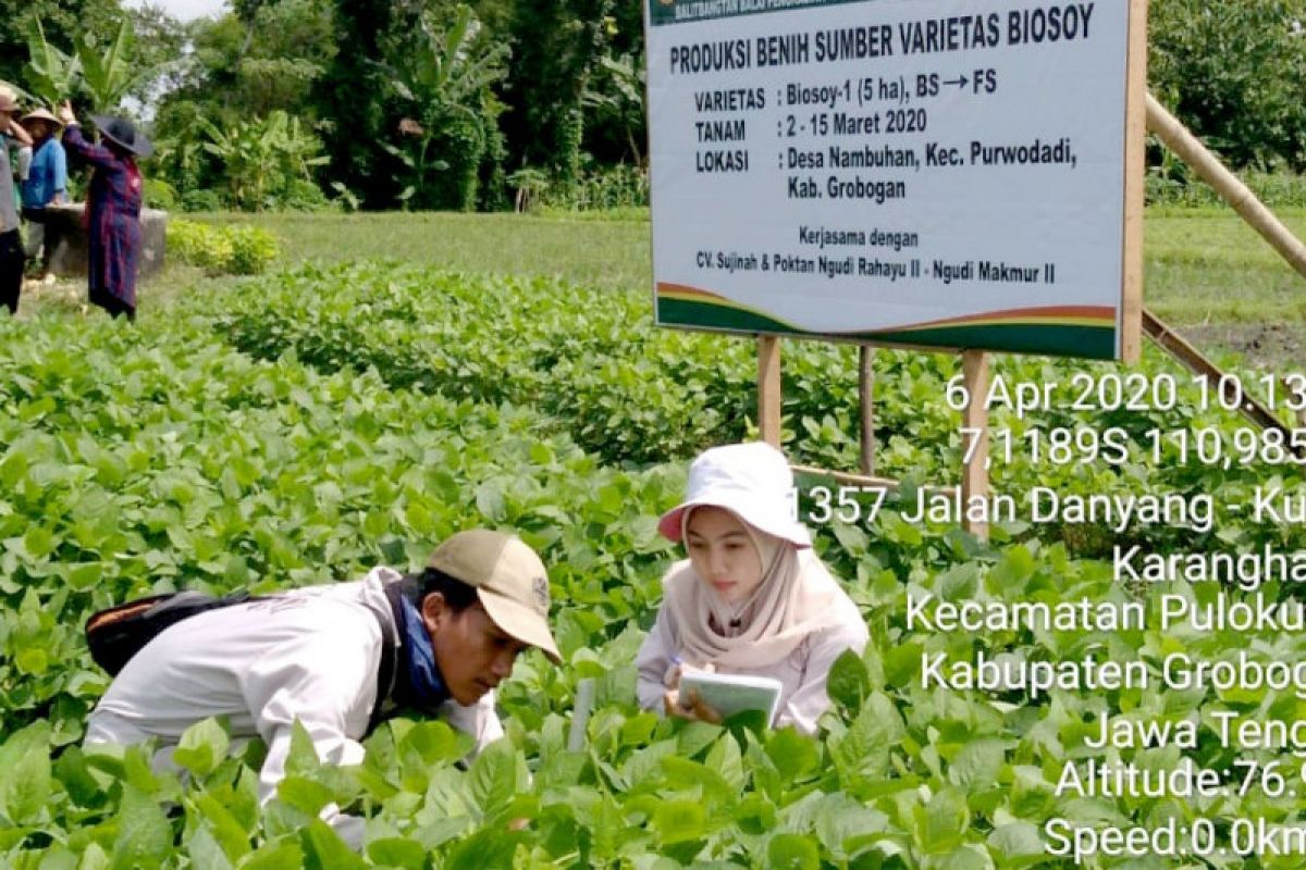 Balitbangtan Kementan perbanyak benih kedelai biosoy di lima provinsi