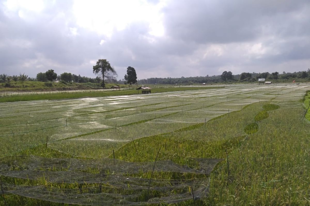 Jelang musim tanam, lahan sawah di Kota Jambi masih tergenang