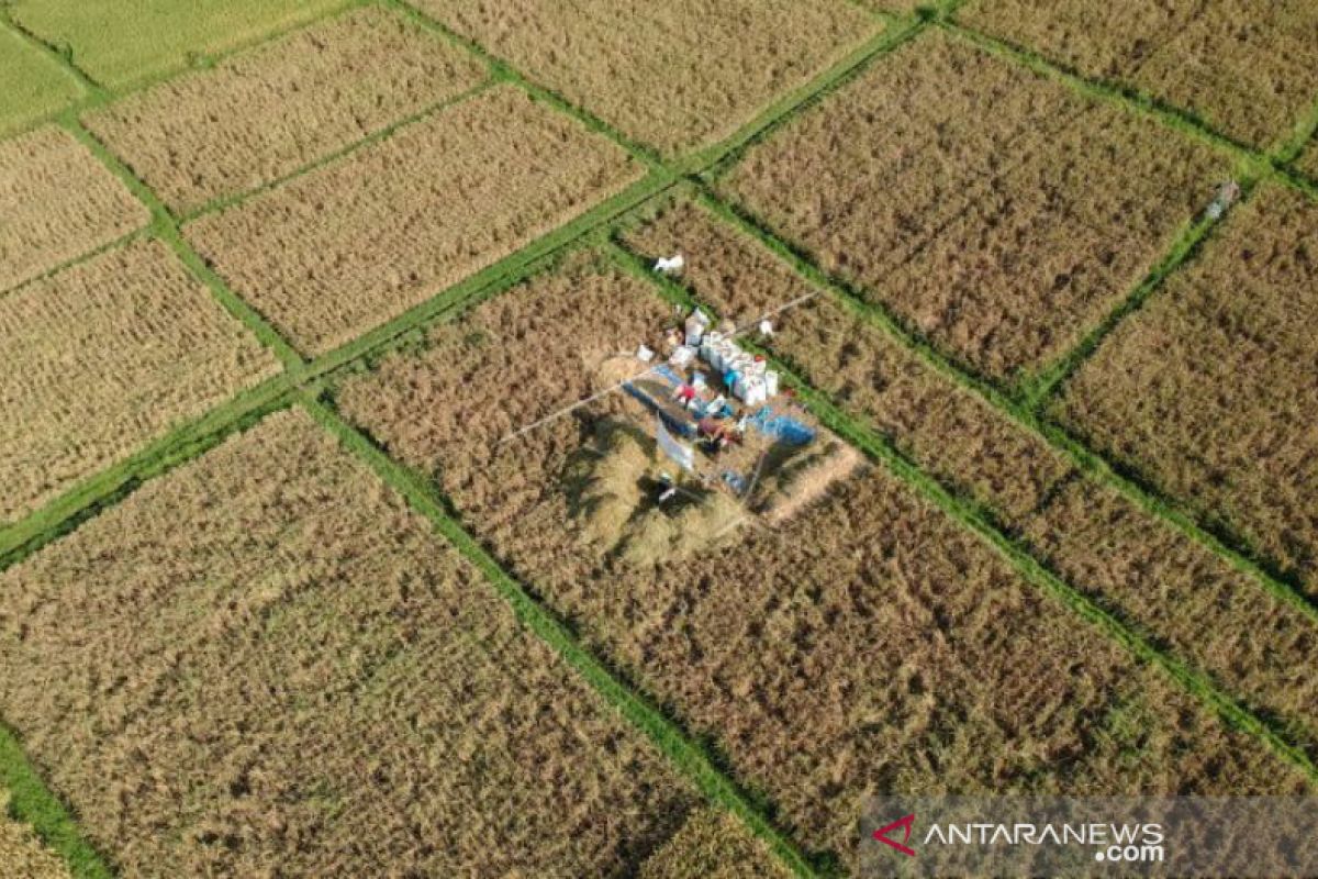 Pemkab Badung minta petani hidupkan 'Sekaa Manyi' untuk panen padi
