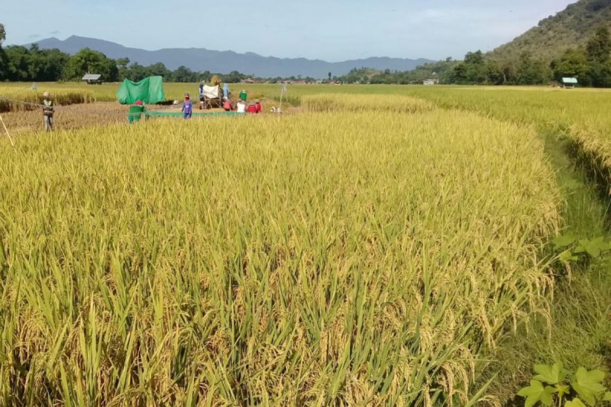 Puncak panen raya, Kementan sebut produksi beras capai 5,27 juta ton