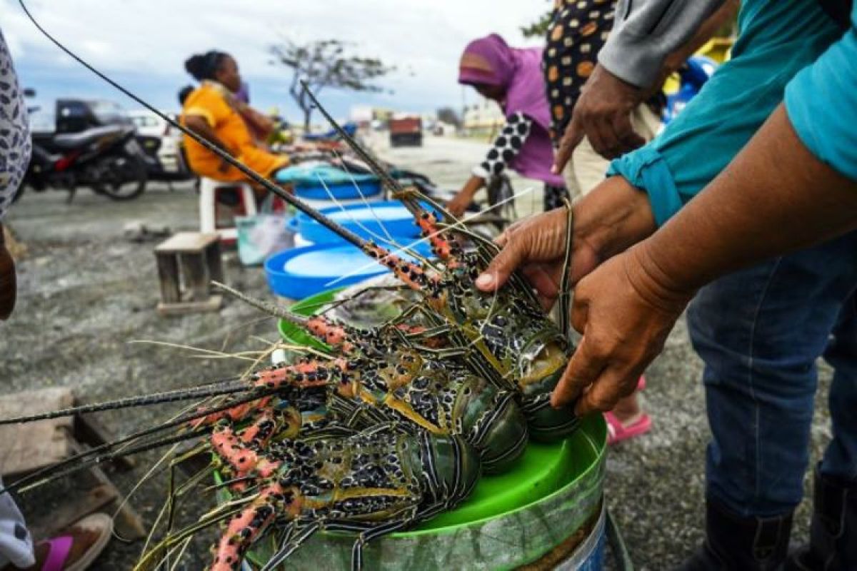 Strategi Budidaya Lobster Nasional