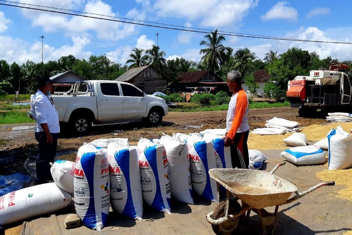 BPTP kembangkan kawasan pertanian padi berbasis korporasi di Kalteng