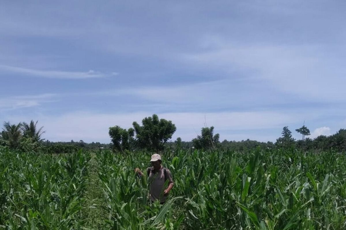 Distan Mukomuko identifikasi tanaman jagung terserang penyakit