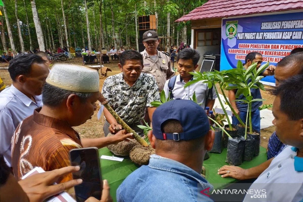 Lapsus Hari Jadi Kabupaten Balangan Ke 17 - Umbi Porang Balangan Alternatif Meningkatkan Ekonomi Masyarakat