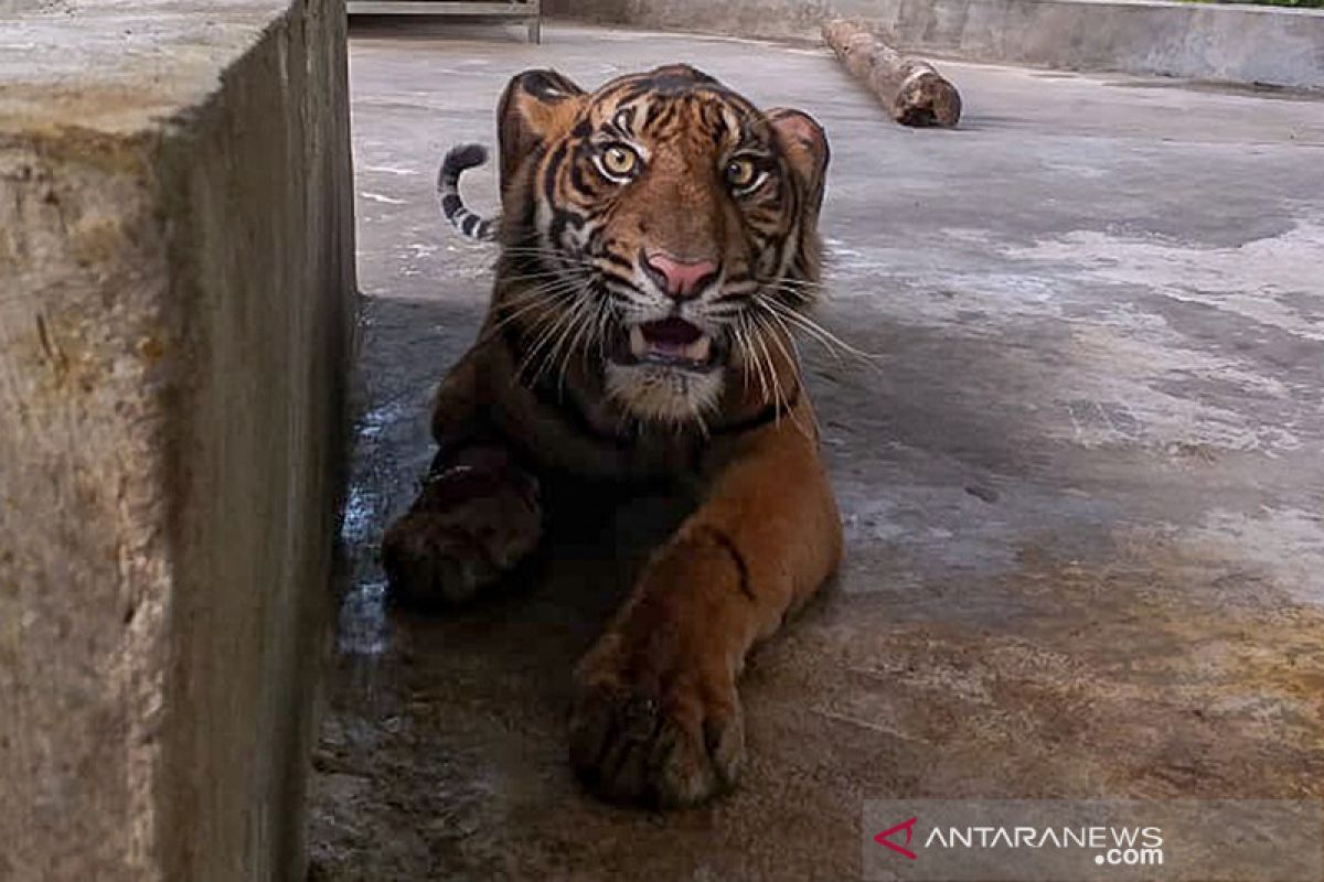 Satu kaki Harimau Sumatera yang ditemukan terjerat di hutan Riau terancam diamputasi