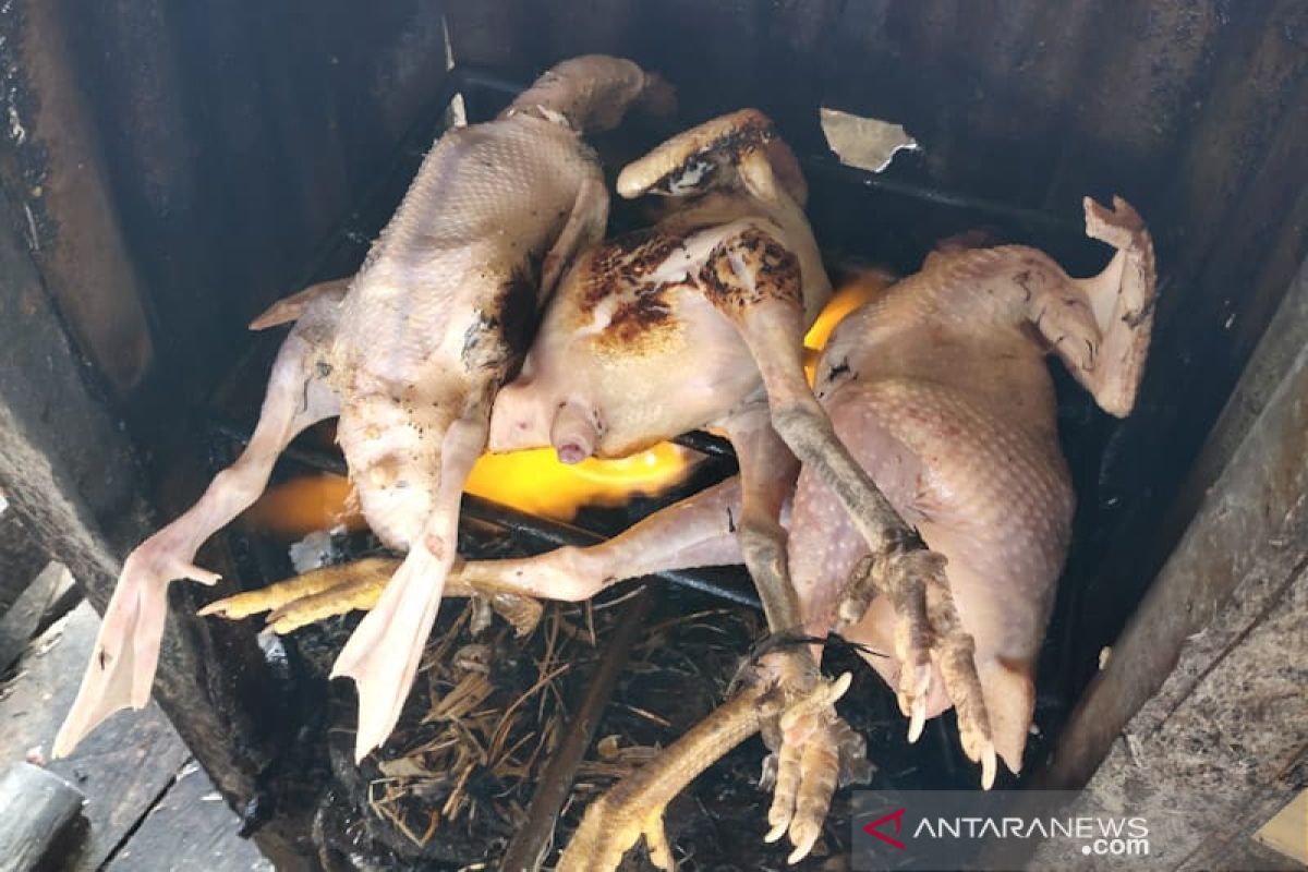 Ini penyebab tingginya permintaan ayam di Aceh Timur