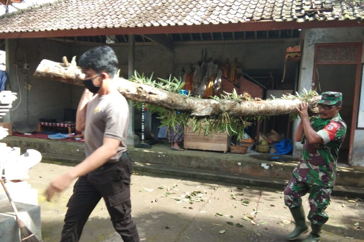 Polri dan TNI singkirkan pohon tumbang menimpa pura