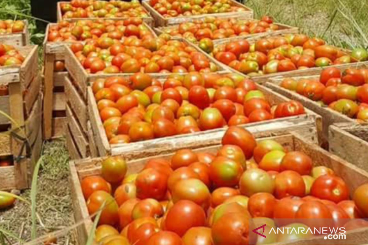 Harga tomat di Bener Meriah anjlok sampai Rp800 per kilogram
