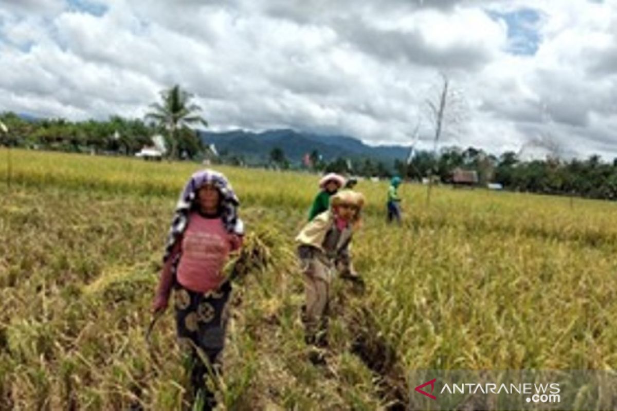 Dukung Kostra Tani, Polbangtan Medan kawal panen padi petani Tapteng