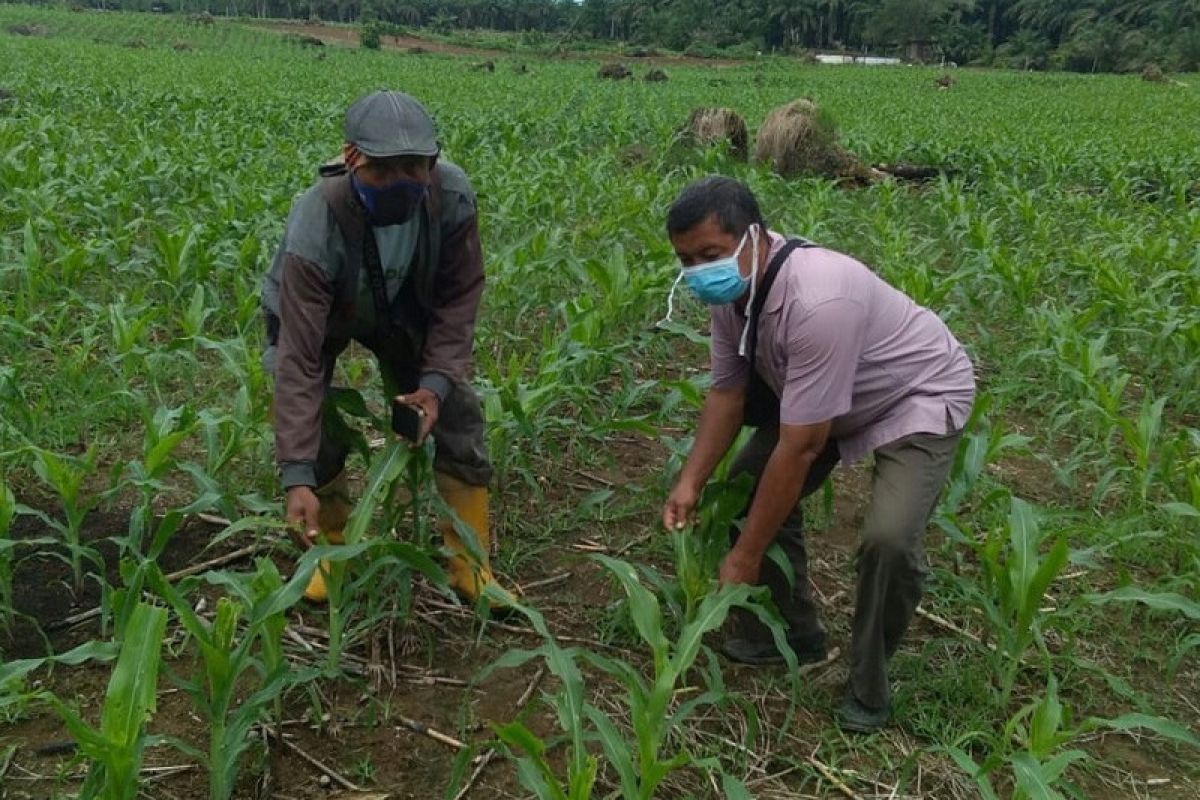 Belasan hektare lahan jagung terserang ulat grayak