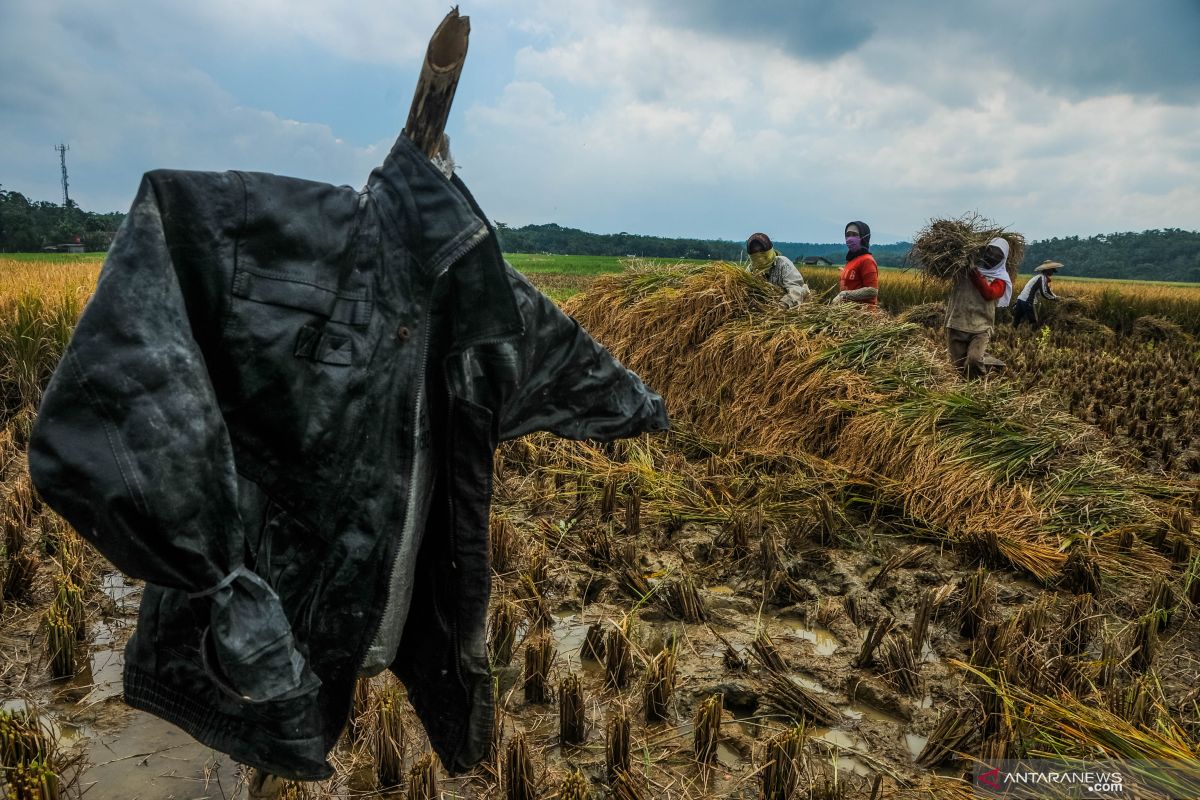 Di Hari Tani, posisi tawar petani masih lemah dalam rantai pasok beras
