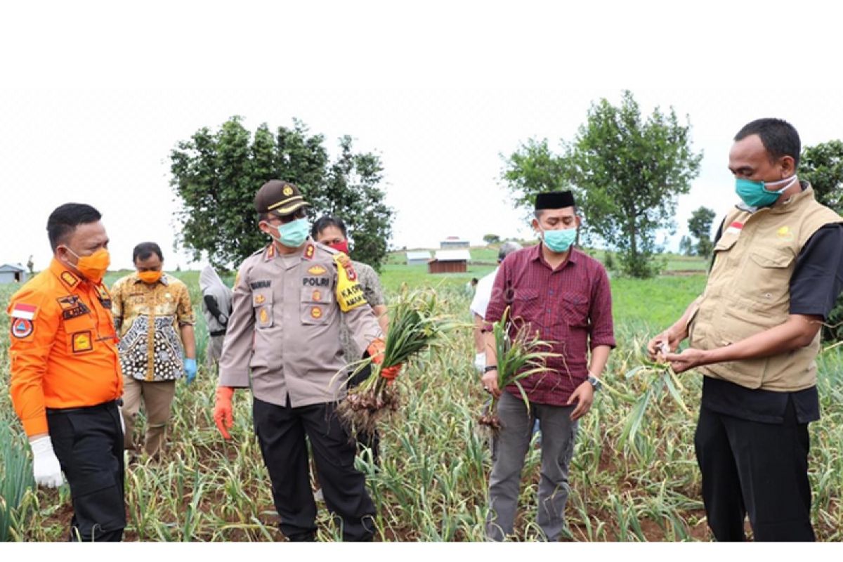 Bupati : Produksi pertanian Bantaeng tetap normal