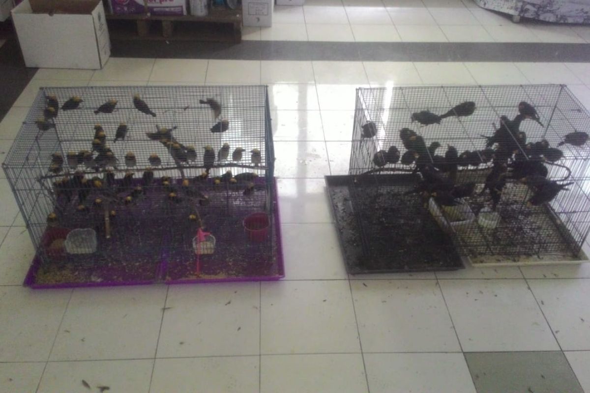 BBKP Surabaya gagalkan penyelundupan ratusan burung