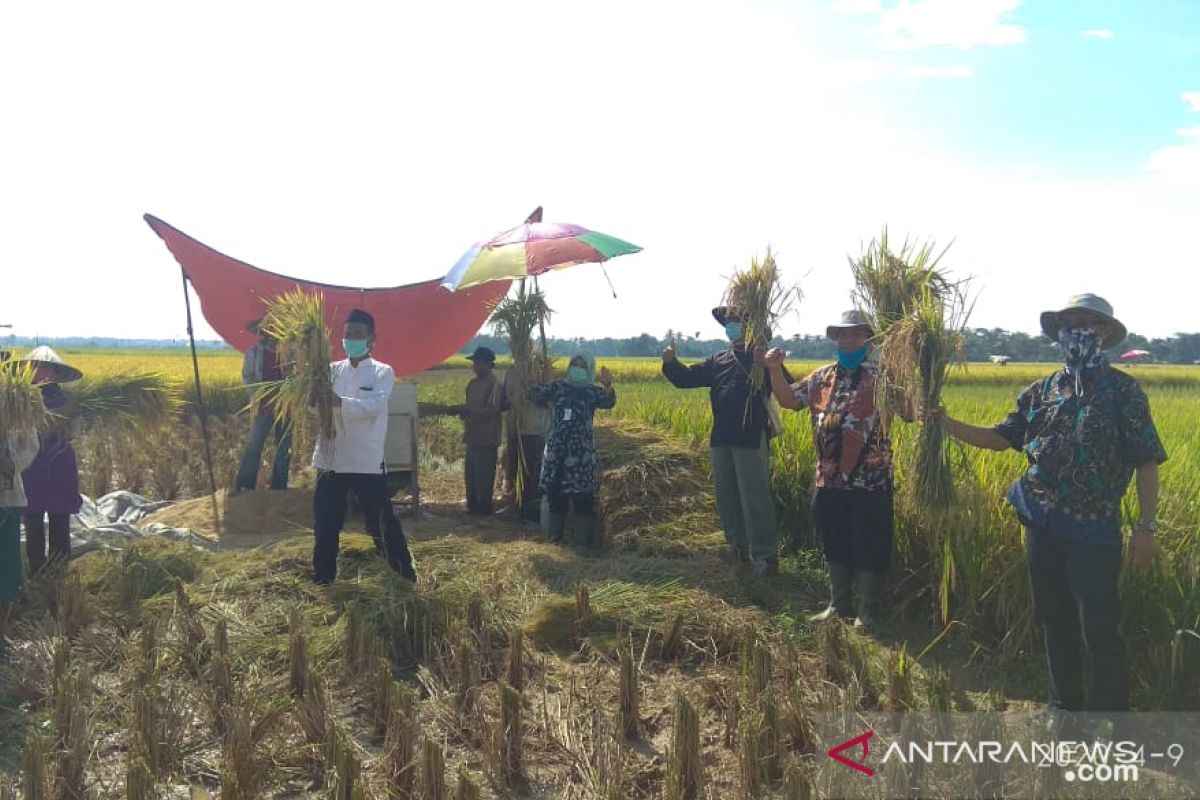 Suka cita petani Pandeglang saat panen ditengah wabah COVID-19