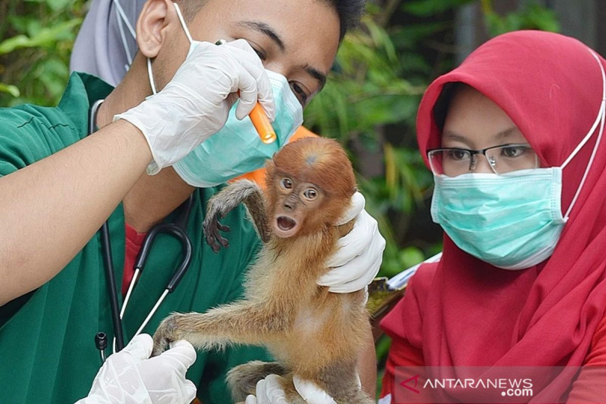 Yayasan SBI berjuang selamatkan bekantan dari virus corona dengan melepasliarkan ke alam