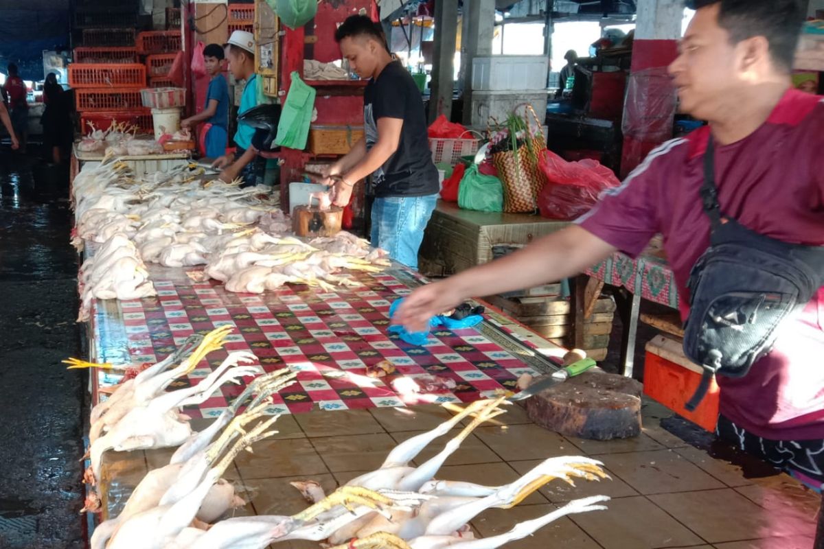 Harga daging ayam kampung di pasar Ambon normal