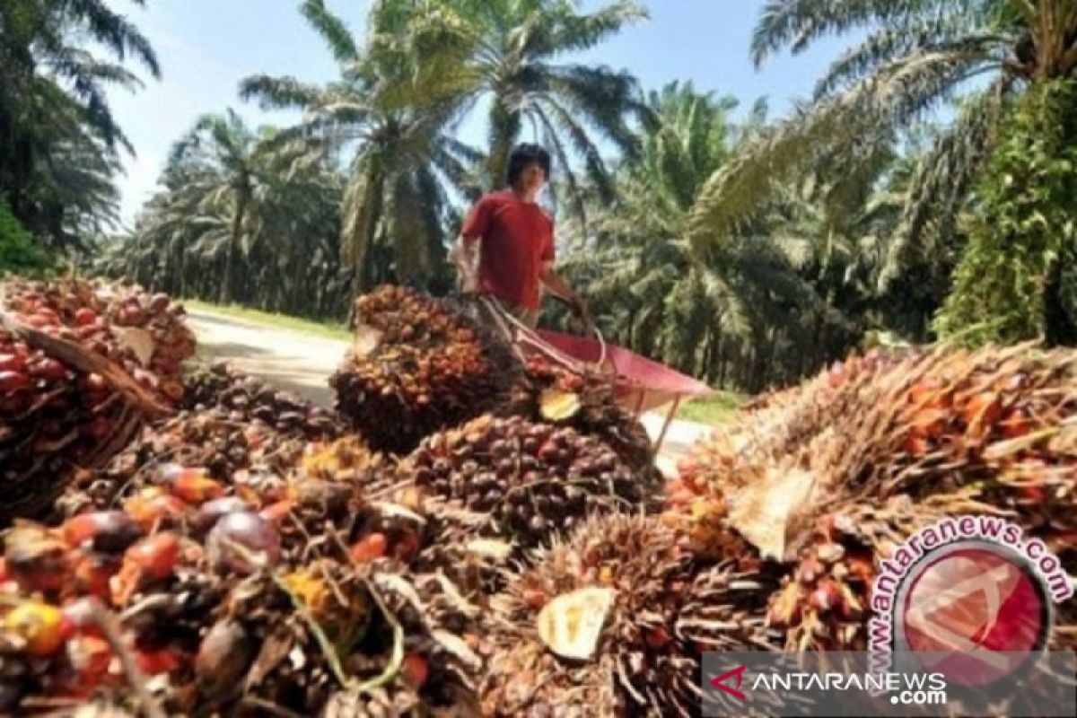 Harga minyak sawit mentah di Jambi naik Rp463 per kilogram