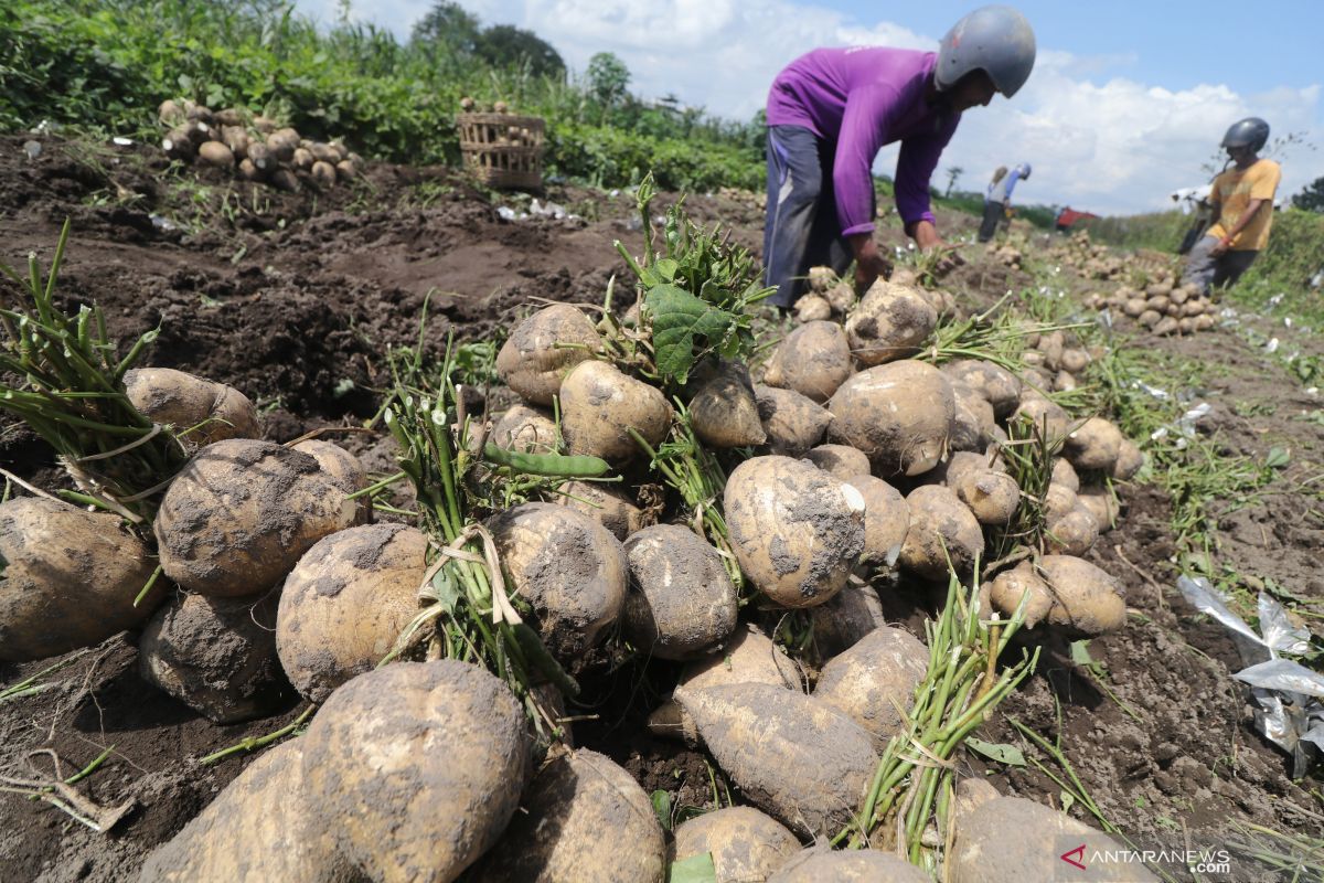 Hari buruh, KRKP nilai petani perlu diberikan akses lahan pertanian