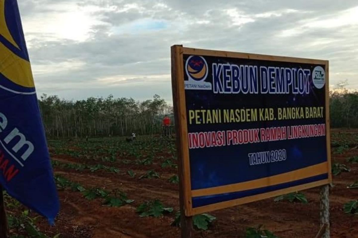 Nasdem Bangka Barat kembangkan kebun percontohan hortikultura