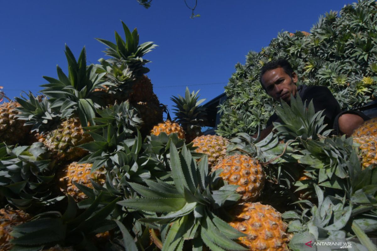 Nanas bermanfaat menyehatkan dan mempercantik kulit