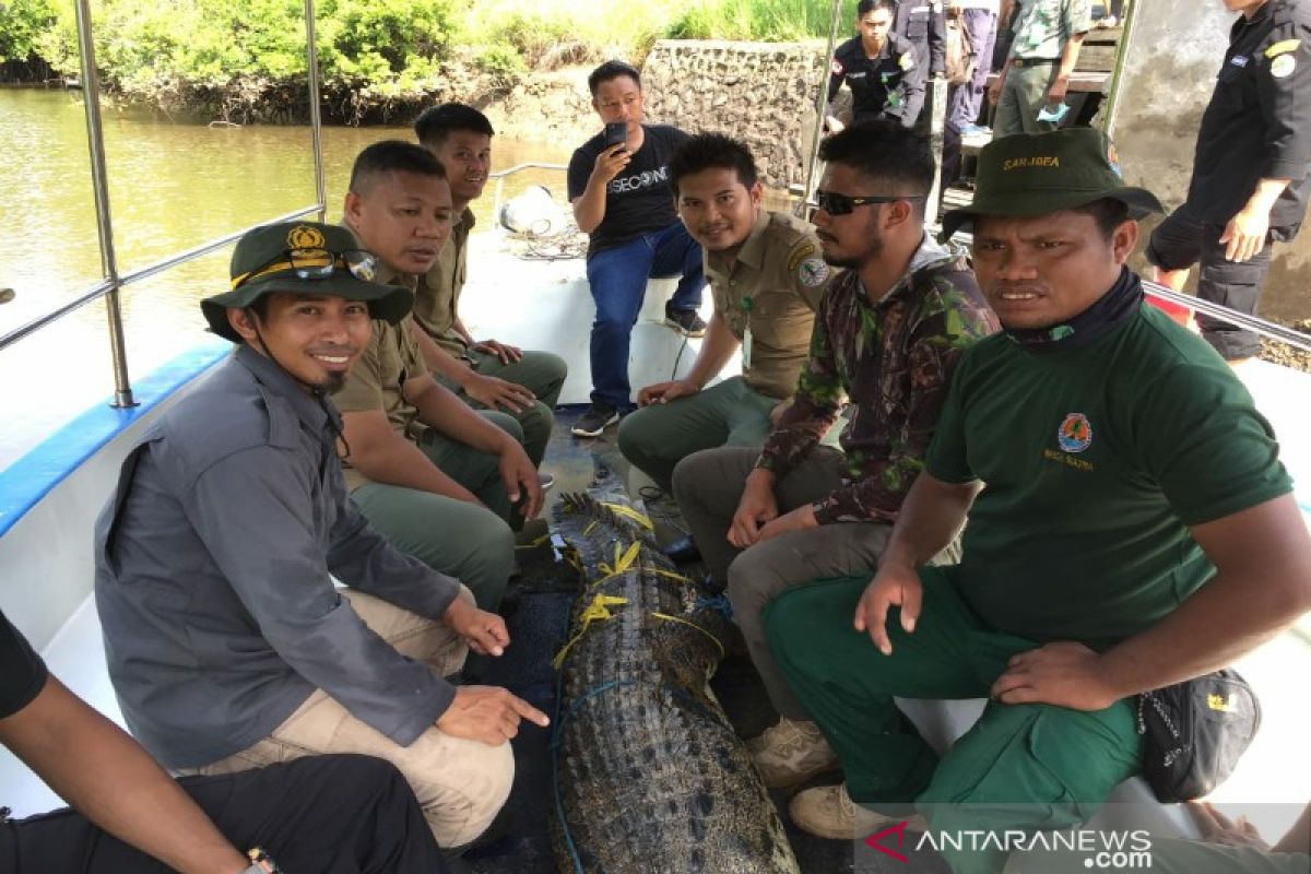 BKSDA lepasliarkan buaya jantan berukuran tiga meter ke habitat aslinya di Sultra