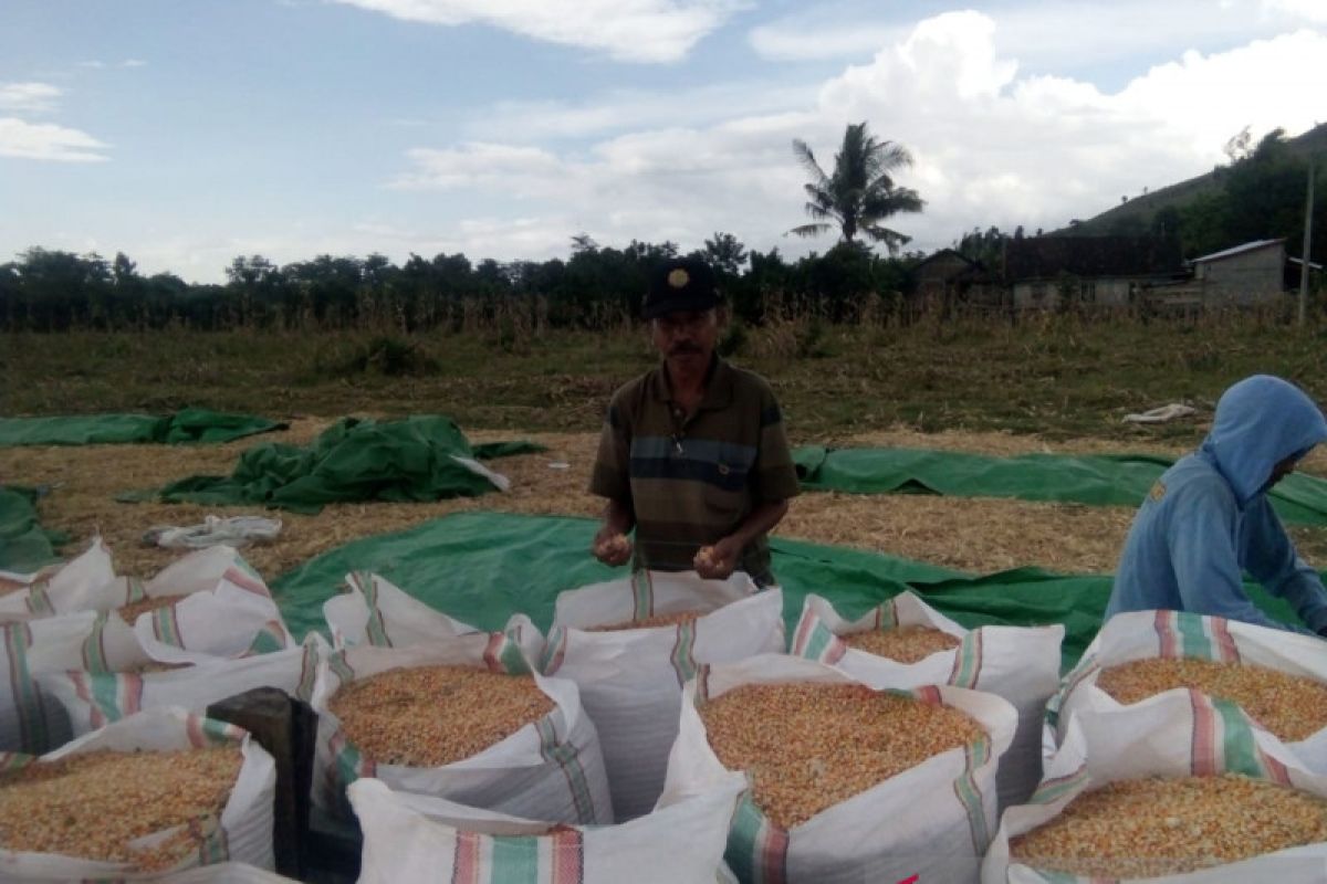 Perputaran uang dari jagung di NTB diperkirakan capai Rp9,1 triliun