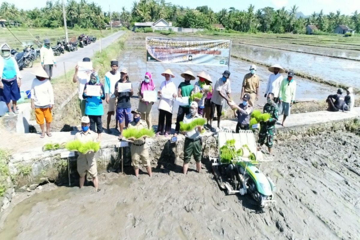 Kulon Progo melakukan gerakan sistem tanam padi jajar legowo super