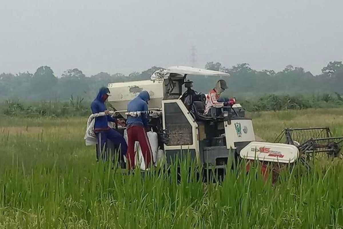 Sawah program Serasi di OKI mulai panen