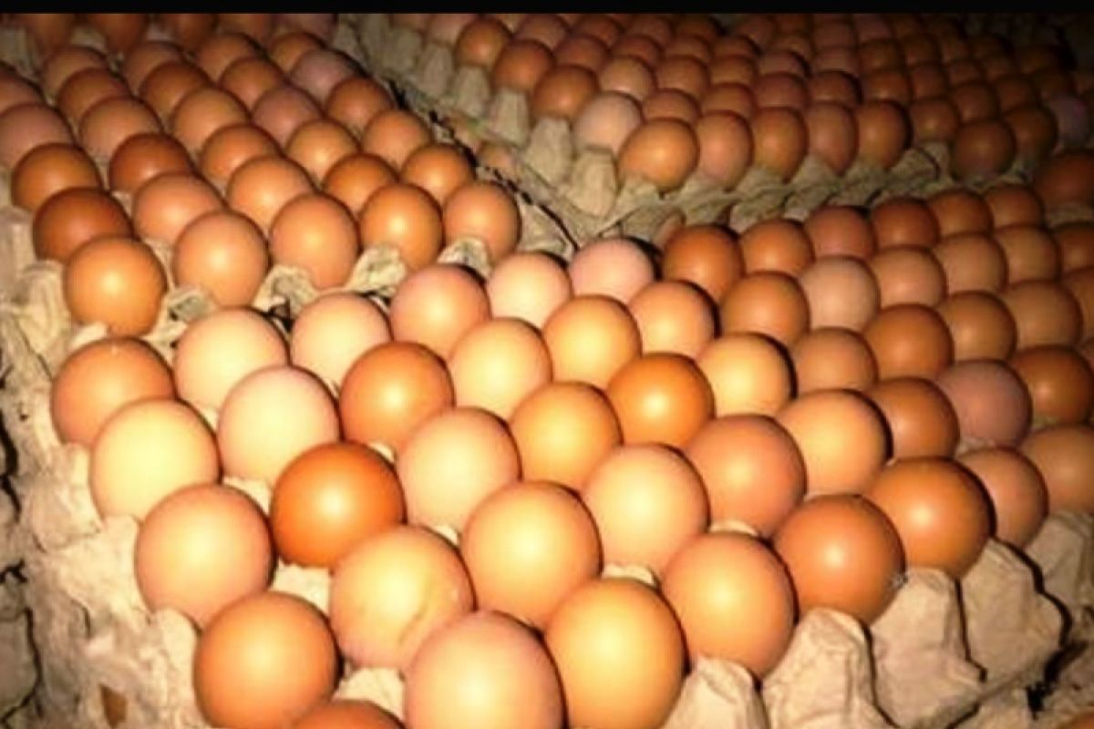 Harga telur ayam di pasar Jayapura melonjak naik