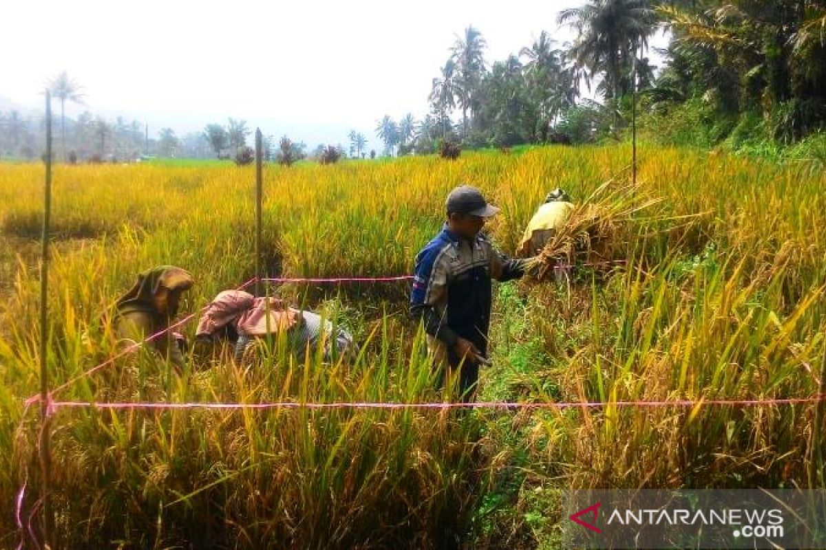 Ditengah COVID-19, Polbangtan Medan terus pantau panen petani