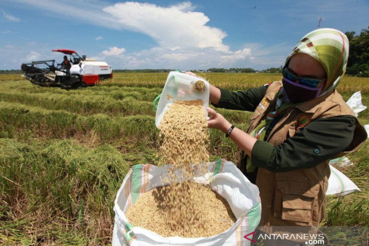 Menguji ketahanan pangan nasional di tengah wabah Corona