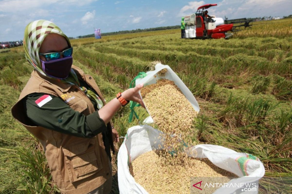 Di Kolaka, petani mulai panen padi saat pandemik COVID-19
