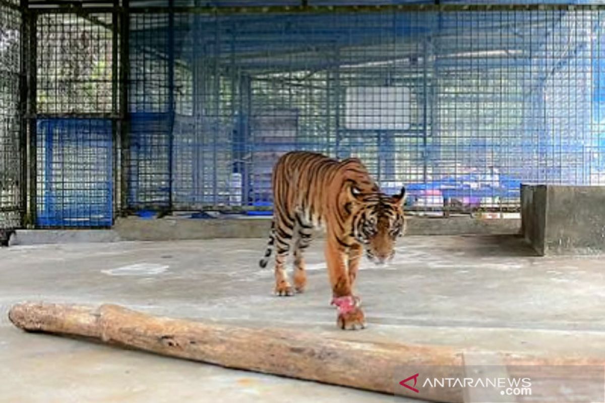 Harimau Sumatera Corina alami progres kesembuhan sangat bagus, menurut BBKSDA Riau