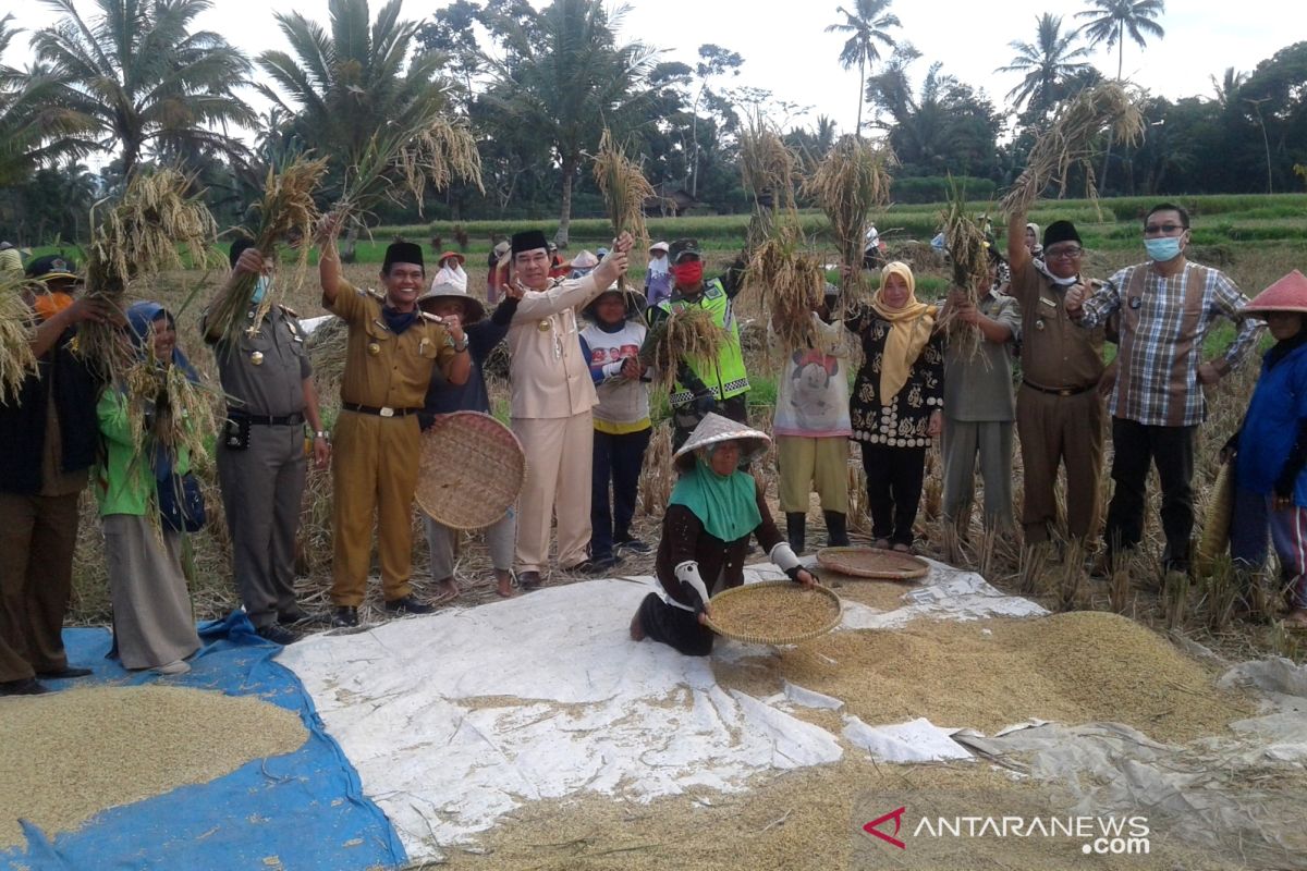 Lahan panen padi Rejang Lebong diperkirakan mencapai 5.500 hektare